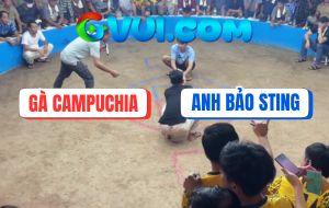 Phát Súng Đầu Tiên Anh Bảo Sting Tại Bồ Gà Dinh Bà Ngày 21/6/2025