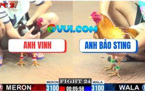 Trận 24 CPC2 27/07/2025 - Camelo Bảo Sting Knock Out Gà Xám Anh Vinh