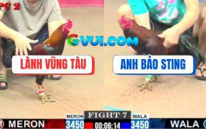 Trận 7 CPC2 27/07/2025 - Điều Chân Xanh Bảo Sting Đá Cựa Như Sam Sít