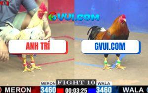 Trận 10 CPC1 17/07/2025 - Bướm Anh Trí Đá Gà Điều GAKING79 Chìm Cần