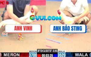 Trận 16 CPC2 20/07/2025 - Gà Úa Gồng Tang Đá Gà Bảo Sting Chay La Làng