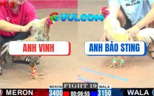 Trận 19 CPC2 2/7/2025 - Gà Bướm Bảo Sting Khiến Đối Thủ Dựng Cờ Trắng