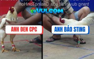 Trận 20 Bồ Gà TonHon Ngày 6/7/2025 - Úa Bảo Sting Bị Đá Ói Chạy Chết