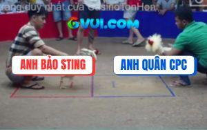 Trận 23 Bồ Gà TonHon Ngày 6/7/2025 - Bướm Hiệu Bảo Sting Đá Như Máy