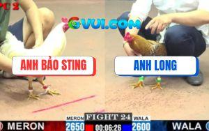 Trận 24 CPC2 16/7/2025 - Gà Cú Anh Long Đá Úa Hiệu Bảo Sting Kêu Ót Ót