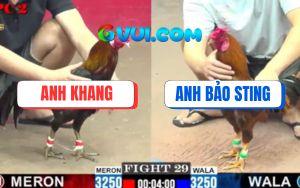 Trận 29 CPC2 9/7/2025 - Gà Vàng Anh Bảo Sting Đâm Đối Thủ Ói Đen Đầu