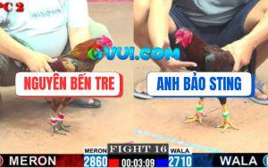 Trận 16 CPC2 01/08/2025 - Vàng Lên 2 Khều Nhẹ Cái Gà Bảo Sting Đã Nằm