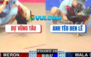 Trận 16 CPC2 3/08/2025 - Gà Anh Tèo Chết Vẫn kịp Đá Đối Thủ Gãy Giò