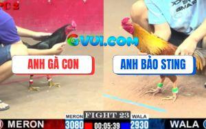 Trận 23 CPC2 6/8/2025 - Khét Cọp Bảo Sting Nhấc Chân Là có Kết Quả