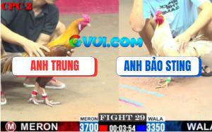 Trận 29 CPC2 6/8/2025 - Bướm Hiệu Bảo Sting Dập Như Máy Khâu