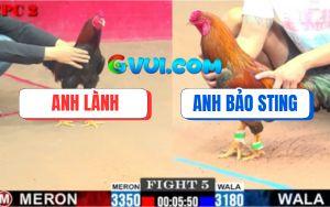 Trận 5 CPC2 6/8/2025 - Gà Anh Bảo Sting Chưa Đá Đã Quay Đầu Bay Bồ