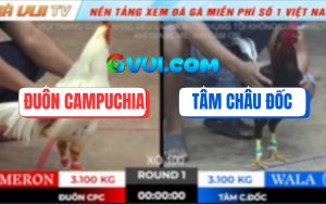 Trận 1 Ton Hon 18/10/2025 - Gà Bướm Anh Đuôn Đá Không Kịp Tha Lơ