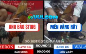 Trận 12 Bồ TonHon 10/10/2025 - Gà Cú Anh Bảo Sting Đá Như Máy Chém