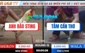Trận 12 Ton Hon 18/10/2025 - Gà Điều May Độ Hạ Bướm Hiệu Bảo Sting