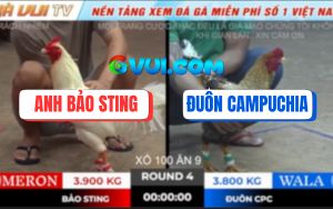 Trận 4 Ton Hon 18/10/2025 - Úa Hiệu Bảo Sting Bung Chạy Khi Vô Kính