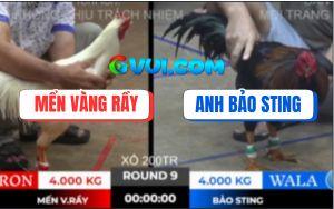 Trận 9 Bồ TonHon 10/10/2025 - Gà Que Anh Bảo Sting Đá Bo Như Cây Đập