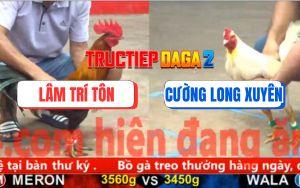 Trận 20 CPC5 15/11/2025 - Gà Úa Anh Lâm Bị Gà Điều Xuyên Thủng Mu Lưng