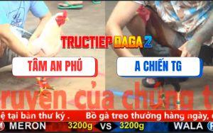 Trận 3 CPC5 6/11/2025 - Gà A Chiến Tái Xuất Đâm Gà ÚaTé Lên Té Xuống