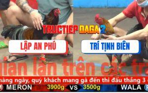 Trận 5 CPC5 6/11/2025 - Gà Anh Lập An Phú Bự Ký Đá Cựa Như Tép Nhảy