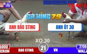 Trận 21 Bồ TonHon 3/12/2025 - Gà Bướm Bảo Sting Lên 3 Bị Đá Bung Chạy
