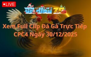Xem Full Clip Đá Gà Trực Tiếp CPC4 Ngày 30/12/2025