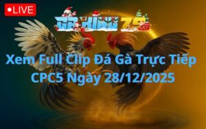 Xem Full Clip Đá Gà Trực Tiếp CPC5 Ngày 28/12/2025