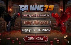 Xem Full Clip Đá Gà Trực Tiếp CPC4 Ngày 07/04/2026